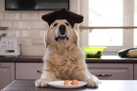 Jajko w diecie psa Petitmit - dieta BARF