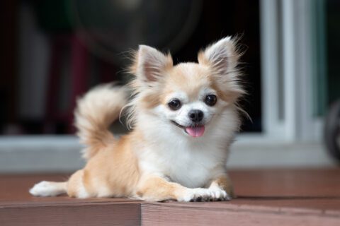 Chihuahua Petitmit - dieta BARF