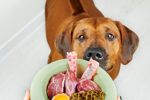 Jedzenie dla psa Petitmit - dieta BARF