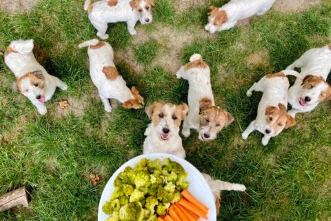Jack Russell Terrier Petitmit - dieta BARF