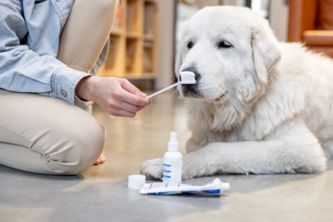 Czyszczenie zębów psa Petitmit - dieta BARF